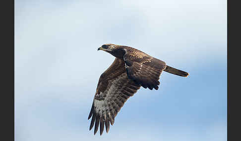 Wespenbussard (Pernis apivorus)