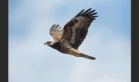 Wespenbussard (Pernis apivorus)