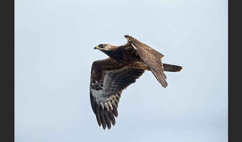 Wespenbussard (Pernis apivorus)