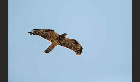 Wespenbussard (Pernis apivorus)