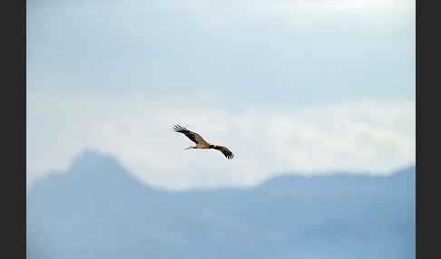 Zwergadler (Aquila pennata)