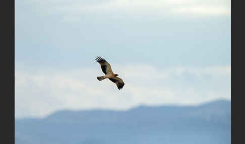 Zwergadler (Aquila pennata)