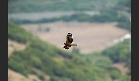 Zwergadler (Aquila pennata)