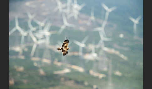 Zwergadler (Aquila pennata)