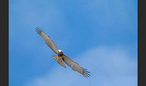 Schlangenadler (Circaetus gallicus)