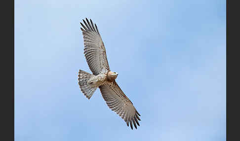 Schlangenadler (Circaetus gallicus)