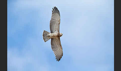 Schlangenadler (Circaetus gallicus)