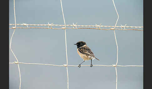 Schwarzkehlchen (Saxicola torquata)