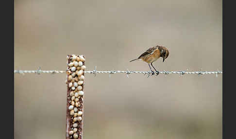 Schwarzkehlchen (Saxicola torquata)