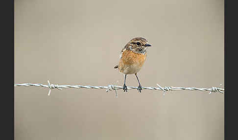 Schwarzkehlchen (Saxicola torquata)