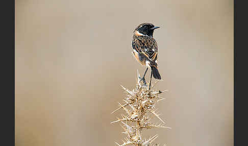 Schwarzkehlchen (Saxicola torquata)