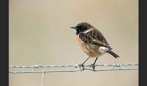 Schwarzkehlchen (Saxicola torquata)