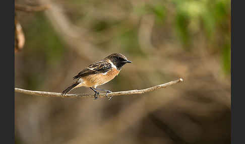 Schwarzkehlchen (Saxicola torquata)