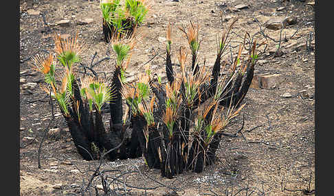 Zwergpalme (Chamaerops humilis)