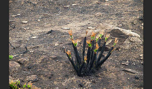 Zwergpalme (Chamaerops humilis)