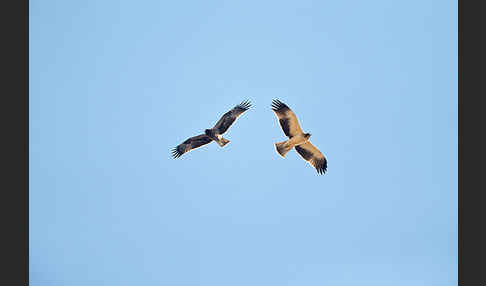 Zwergadler (Aquila pennata)