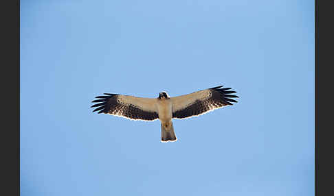 Zwergadler (Aquila pennata)