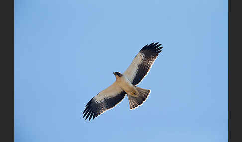 Zwergadler (Aquila pennata)