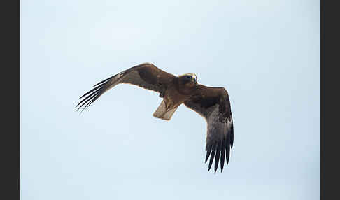 Zwergadler (Aquila pennata)