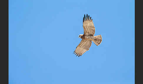 Schlangenadler (Circaetus gallicus)