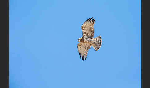 Schlangenadler (Circaetus gallicus)