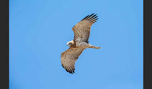 Schlangenadler (Circaetus gallicus)