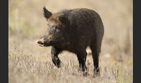 Schwarzwild (Sus scrofa)