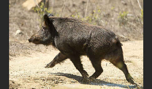 Schwarzwild (Sus scrofa)