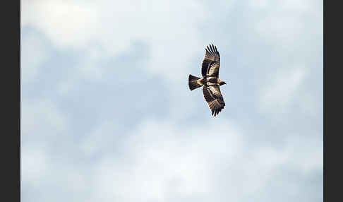 Zwergadler (Aquila pennata)