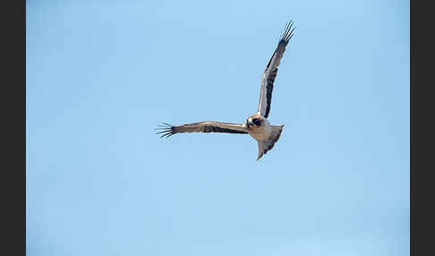 Zwergadler (Aquila pennata)