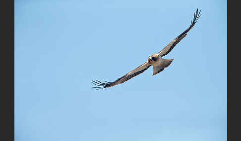 Zwergadler (Aquila pennata)