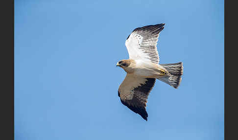 Zwergadler (Aquila pennata)