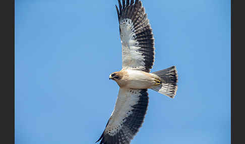 Zwergadler (Aquila pennata)