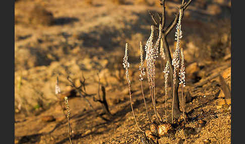 Meerzwiebel (Drimia maritima)