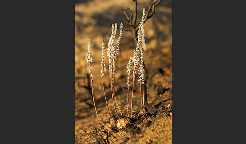 Meerzwiebel (Drimia maritima)