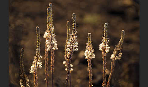 Meerzwiebel (Drimia maritima)