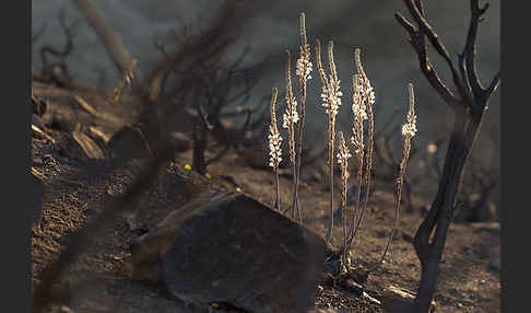 Meerzwiebel (Drimia maritima)