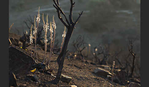 Meerzwiebel (Drimia maritima)