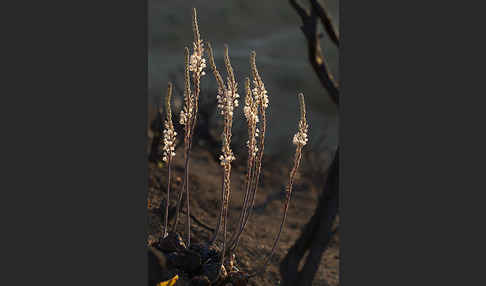 Meerzwiebel (Drimia maritima)