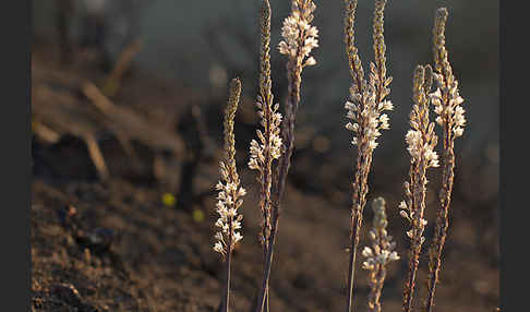 Meerzwiebel (Drimia maritima)