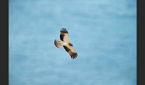 Zwergadler (Aquila pennata)