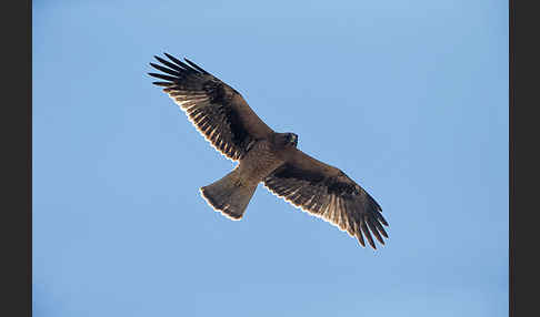 Zwergadler (Aquila pennata)