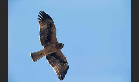 Zwergadler (Aquila pennata)