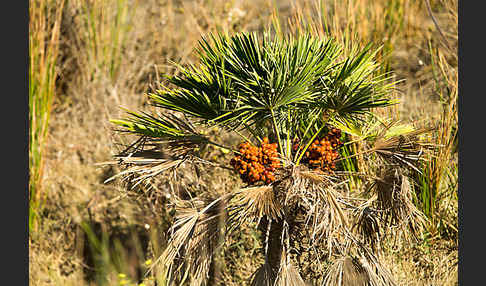 Zwergpalme (Chamaerops humilis)