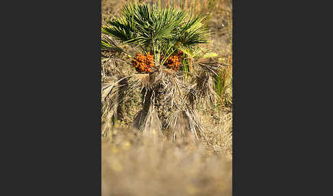 Zwergpalme (Chamaerops humilis)