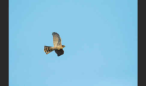 Sperber (Accipiter nisus)