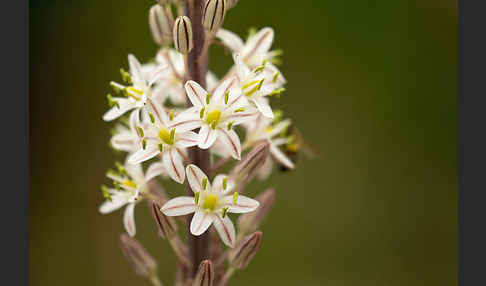 Meerzwiebel (Drimia maritima)