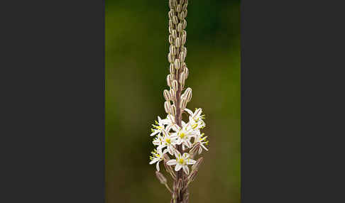 Meerzwiebel (Drimia maritima)