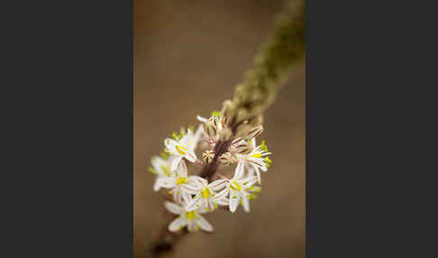 Meerzwiebel (Drimia maritima)