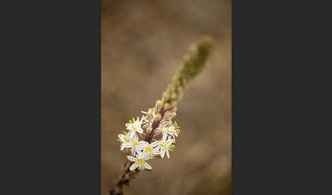 Meerzwiebel (Drimia maritima)